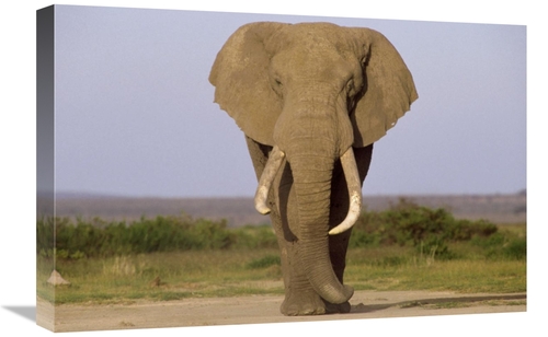 Global Gallery GCS-452822-1624-142 16 x 24 in. African Elephant Bull&#