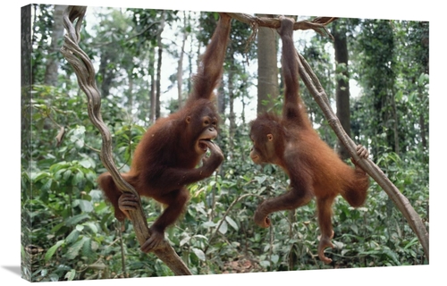 Global Gallery GCS-395746-2436-142 24 x 36 in. Orangutan Pair Playing 