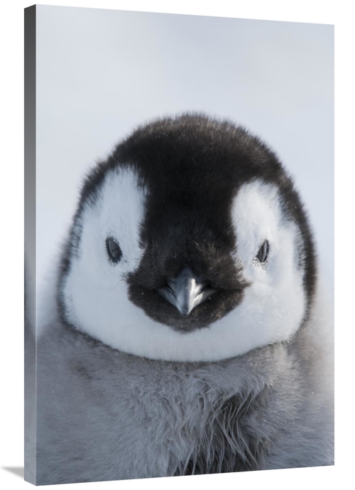 Global Gallery GCS-395611-2436-142 24 x 36 in. Emperor Penguin Chick&#