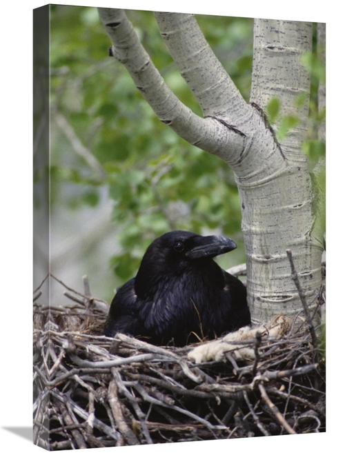 Global Gallery GCS-451898-1624-142 16 x 24 in. Common Raven Incubating