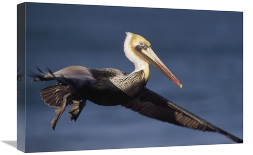Global Gallery GCS-396000-1624-142 16 x 24 in. Brown Pelican Flying&#4