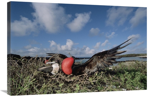 Global Gallery GCS-451523-2436-142 24 x 36 in. Great Frigatebird Femal
