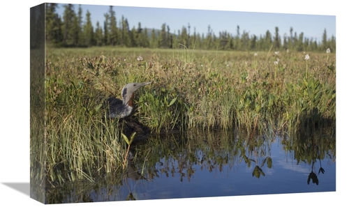 Global Gallery GCS-451943-1218-142 12 x 18 in. Red-Throated Loon on Ne