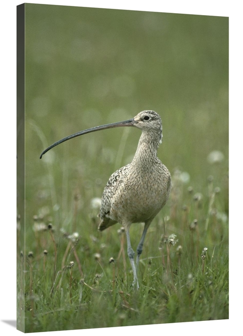 Global Gallery GCS-451855-2436-142 24 x 36 in. Long-Billed Curlew Walk