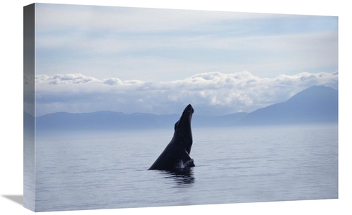 Global Gallery GCS-450990-1624-142 16 x 24 in. Humpback Whale Breachin