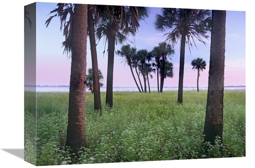 Global Gallery GCS-452269-1216-142 12 x 16 in. Cabbage Palm Meadow&#44