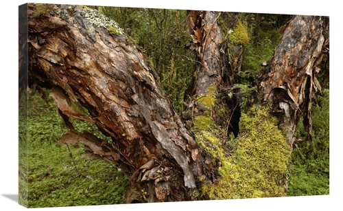 Global Gallery GCS-453158-2030-142 20 x 30 in. Polylepis Forest, E