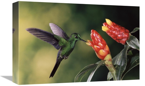 12 x 18 in. Green-Crowned Brilliant Hummingbird, Feeding & Pollina