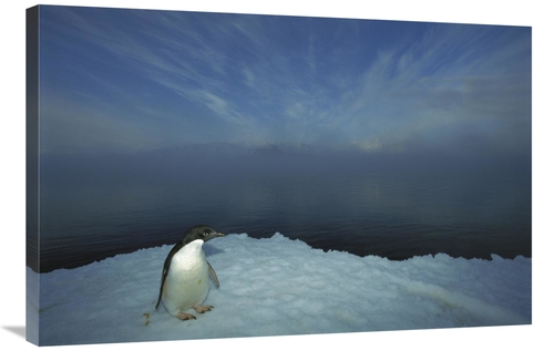 Global Gallery GCS-451722-2436-142 24 x 36 in. Adelie Penguin Portrait