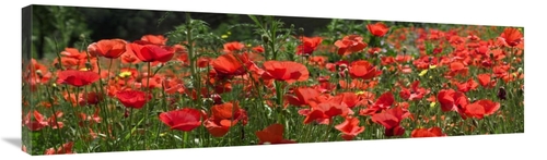 Global Gallery GCS-397617-44-142 44 in. Red Poppy Field, Europe Ar