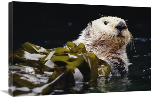 Global Gallery GCS-395758-2030-142 20 x 30 in. Sea Otter Portrait in K