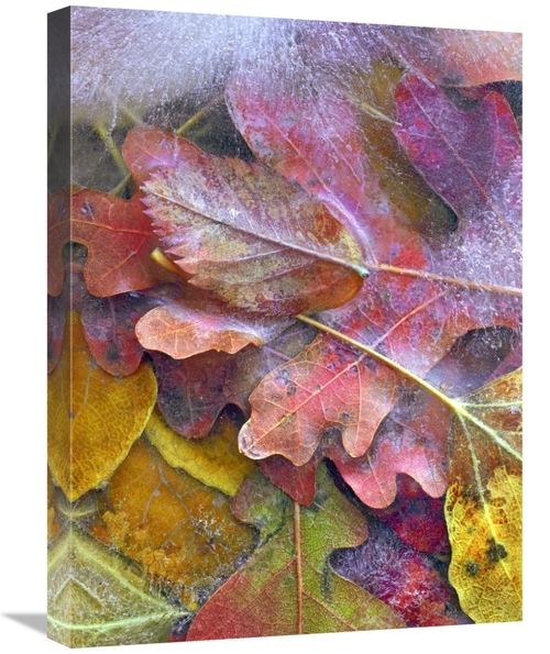 Global Gallery GCS-452229-1824-142 18 x 24 in. Frozen Autumn Leaves