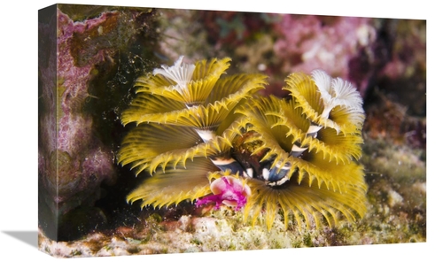 Global Gallery GCS-397895-1218-142 12 x 18 in. Christmas Tree Worm Fil