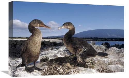 Global Gallery GCS-451397-1624-142 16 x 24 in. Flightless Cormorants A