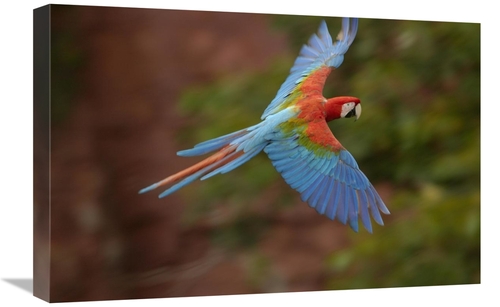 Global Gallery GCS-453220-1624-142 16 x 24 in. Red & Green Macaw Flyin