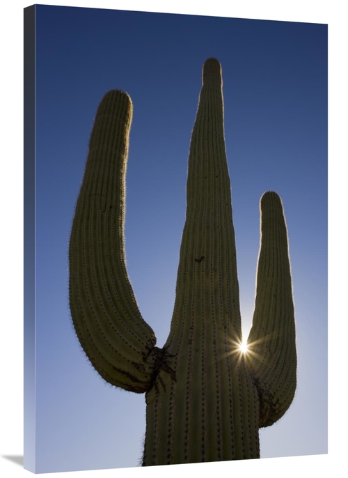 Global Gallery GCS-395324-2436-142 24 x 36 in. Saguaro Cactus & Sun&#4