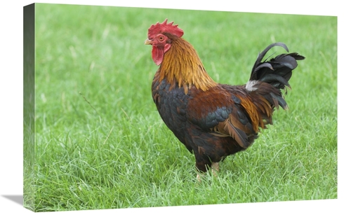 Global Gallery GCS-398183-1624-142 16 x 24 in. Domestic Chicken, F
