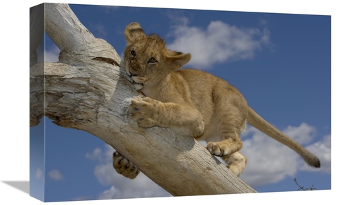 Global Gallery GCS-450868-1218-142 12 x 18 in. African Lion Cub Playin