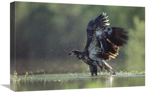 Global Gallery GCS-396415-1624-142 16 x 24 in. Bald Eagle Juvenile Bat