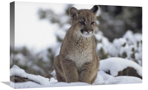 Global Gallery GCS-451958-1624-142 16 x 24 in. Mountain Lion Juvenile 