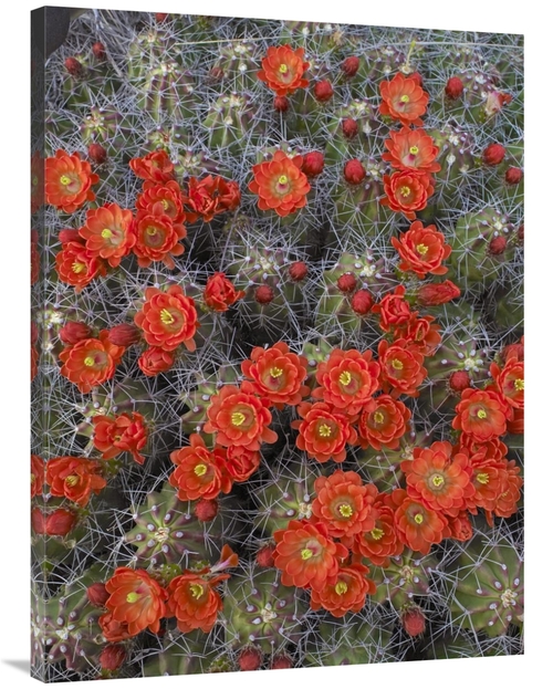 Global Gallery GCS-452104-3040-142 30 x 40 in. Claret Cup Cactus Detai