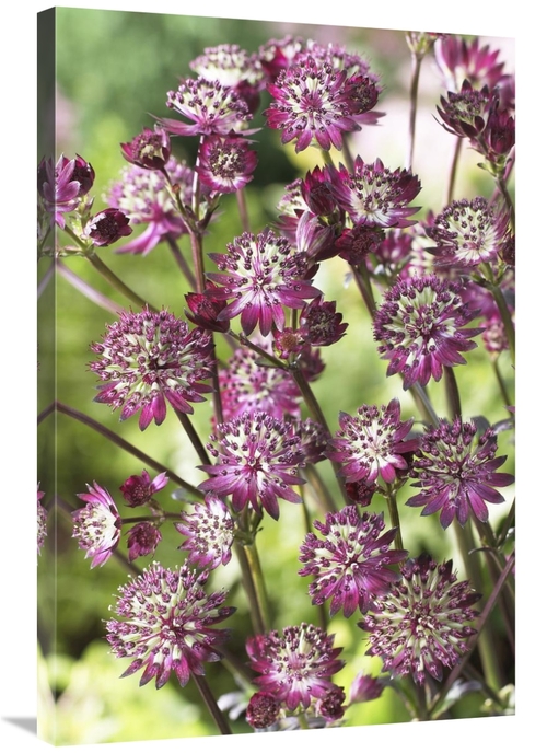 Global Gallery GCS-398392-2436-142 24 x 36 in. Astrantia Dark Shiny Ey