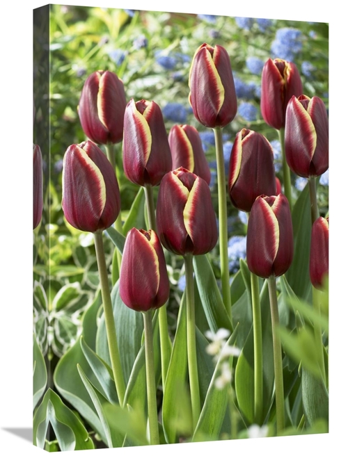Global Gallery GCS-398346-1624-142 16 x 24 in. Tulip Key West Variety 