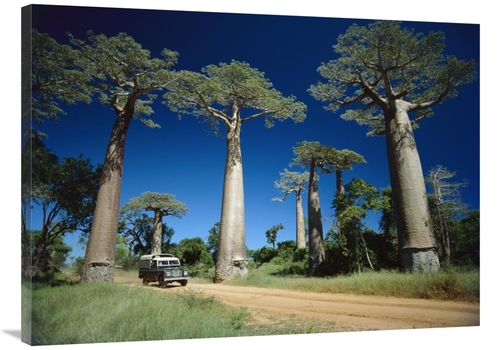 Global Gallery GCS-452653-3040-142 30 x 40 in. Grandidiers Baobab Tree