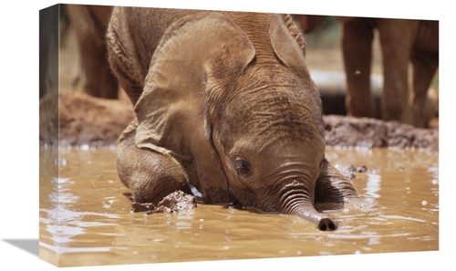 Global Gallery GCS-452955-1218-142 12 x 18 in. Orphaned Baby Isholta P