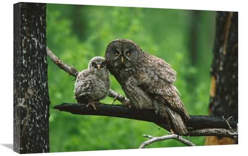 Global Gallery GCS-453326-2030-142 20 x 30 in. Great Gray Owl Adult wi