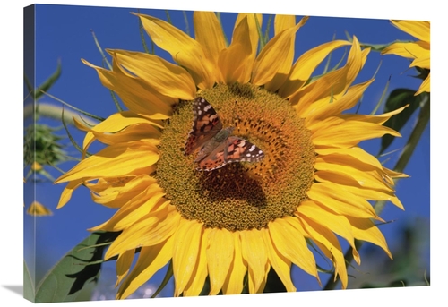 Global Gallery GCS-452037-2432-142 24 x 32 in. Painted Lady Butterfly 