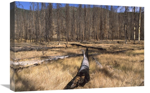 Global Gallery GCS-452836-1624-142 16 x 24 in. Deer Plateau After 1990