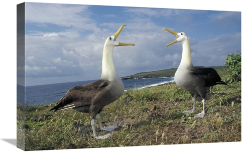 Global Gallery GCS-451358-1624-142 16 x 24 in. Waved Albatross Courtsh