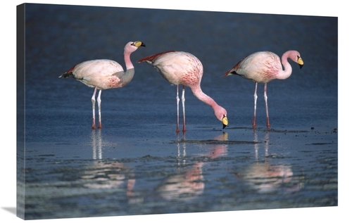 Global Gallery GCS-395593-2436-142 24 x 36 in. Puna Flamingos Drinking