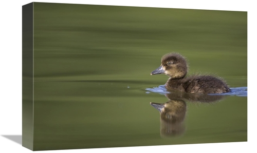 Global Gallery GCS-397494-1218-142 12 x 18 in. Tufted Duck Young, 