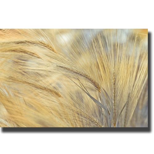 Artistic Home Gallery 2436G475CG Foxtail by Frank Assaf Premium Galler