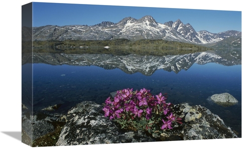 Global Gallery GCS-453536-1218-142 12 x 18 in. Dwarf Fireweed with Mou