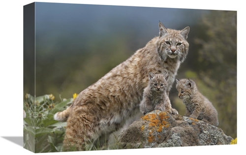 Global Gallery GCS-396128-1216-142 12 x 16 in. Bobcat Mother & Kittens