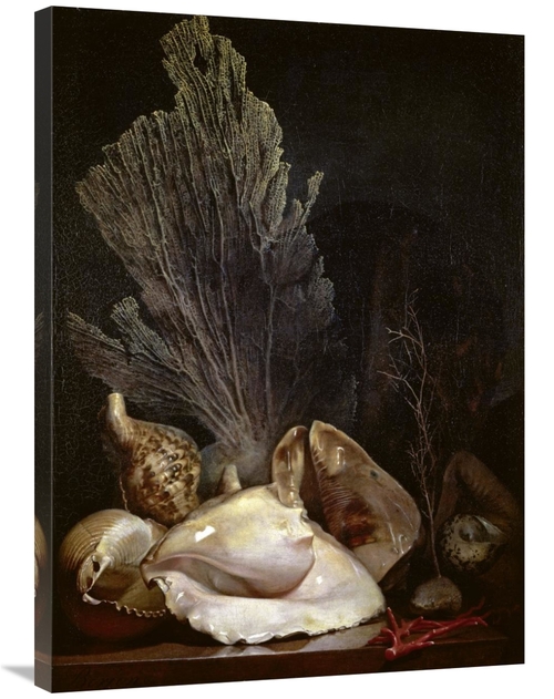 Global Gallery GCS-281705-36-142 36 in. Coquillages Et Madreposes Art 