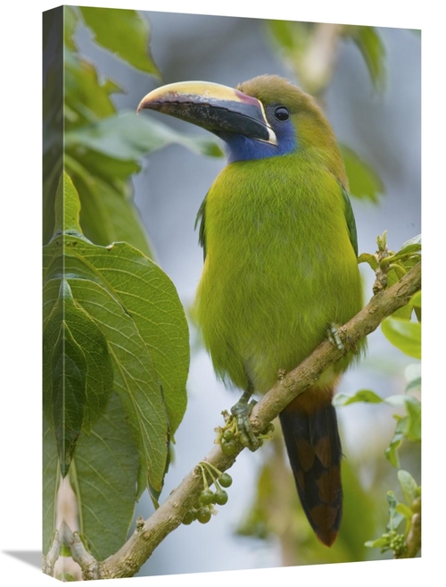 Global Gallery GCS-397265-1624-142 16 x 24 in. Emerald Toucanet, C