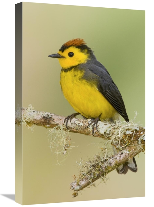 Global Gallery GCS-397267-1624-142 16 x 24 in. Collared Redstart, 