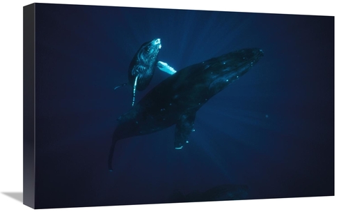 Global Gallery GCS-450588-1624-142 16 x 24 in. Humpback Whale Mother &