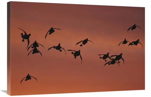 Global Gallery GCS-453282-2436-142 24 x 36 in. Canvasback Duck, Fl