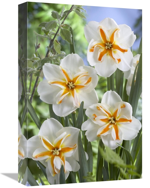 Global Gallery GCS-398361-1218-142 12 x 18 in. Daffodil Trepolo Variet