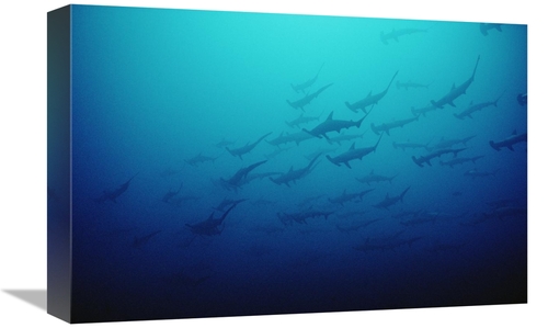 Global Gallery GCS-450746-1218-142 12 x 18 in. Scalloped Hammerhead Sh