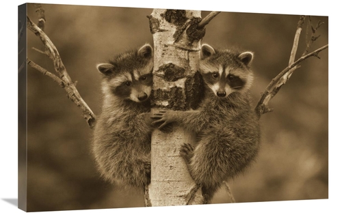 Global Gallery GCS-450502-2432-142 24 x 32 in. Raccoon Two Babies Clim