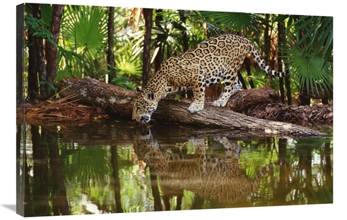 Global Gallery GCS-452755-2436-142 24 x 36 in. Jaguar Drinking, Be