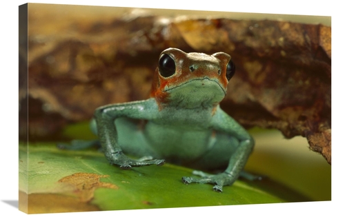 Global Gallery GCS-450777-2030-142 20 x 30 in. Strawberry Poison Dart 