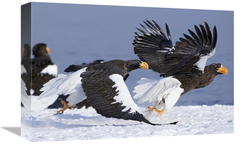 Global Gallery GCS-397432-1218-142 12 x 18 in. Stellers Sea Eagle Chas