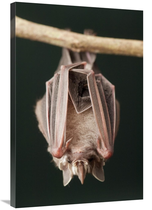 Global Gallery GCS-395558-2436-142 24 x 36 in. Leaf-Nosed Bat, Ama